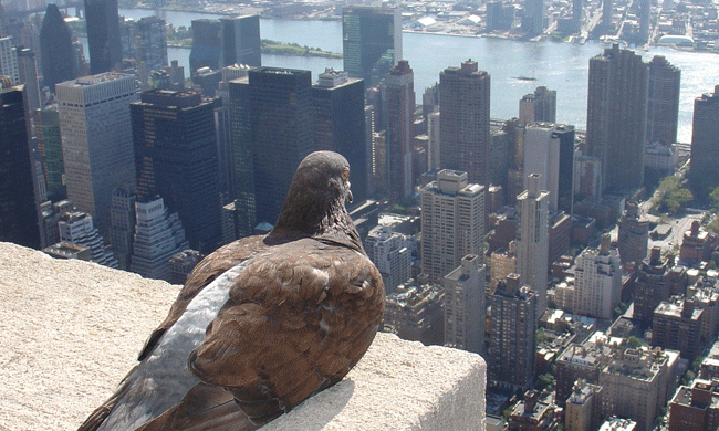 Pigeon on Roof by ZeroOne/ Flickr