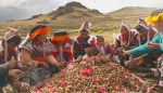 Indigenous Seed Savers Gather in the Andes, Agree to Fight Climate Change with Biodiversity