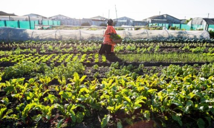 Food Justice Movement.jpg