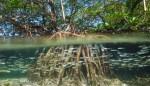 Murmurations: Puerto Rico’s Resilient History Mirrors the Mangrove