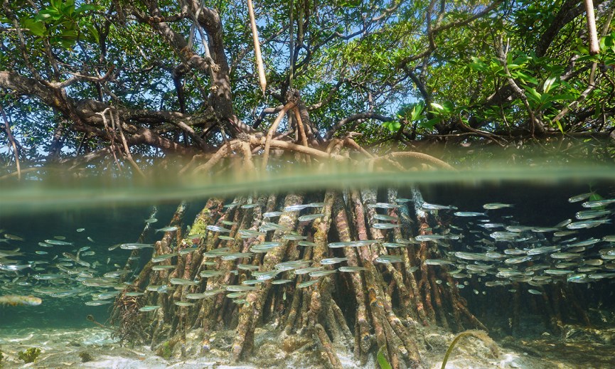 Murmurations: Puerto Rico’s Resilient History Mirrors the Mangrove