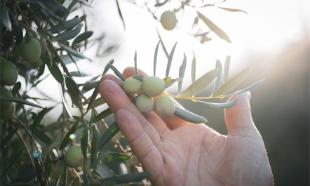 "Just as olive trees embody Palestinian identity and deep connection to place, pine trees represent Jewish claims and settlement expansion."